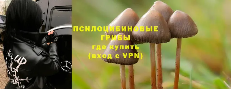 продажа наркотиков  Зубцов  Галлюциногенные грибы Psilocybe 